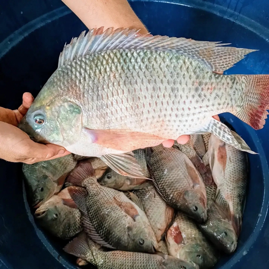 União da Vitória terá oito pontos de Feira do Peixe na Semana Santa