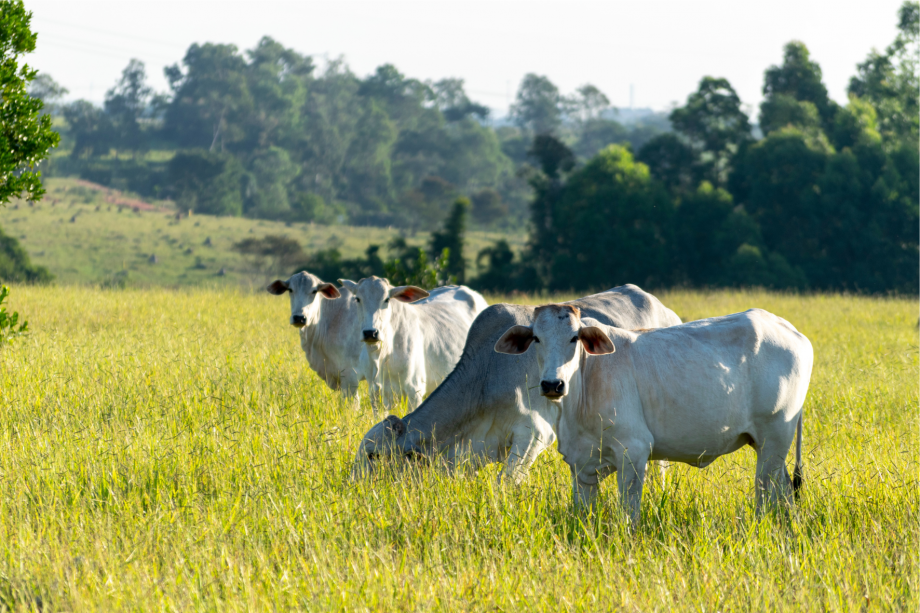 Produtores de União da Vitória tem até 30 de junho para atualização de rebanhos